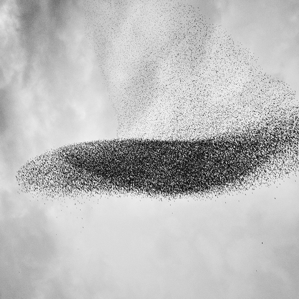 Murmurations