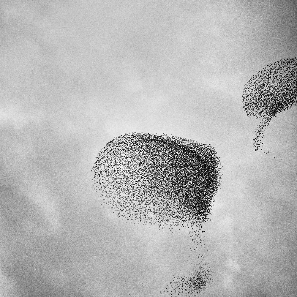 Murmurations