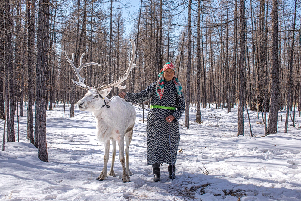 Home With The Reindeer Herders
