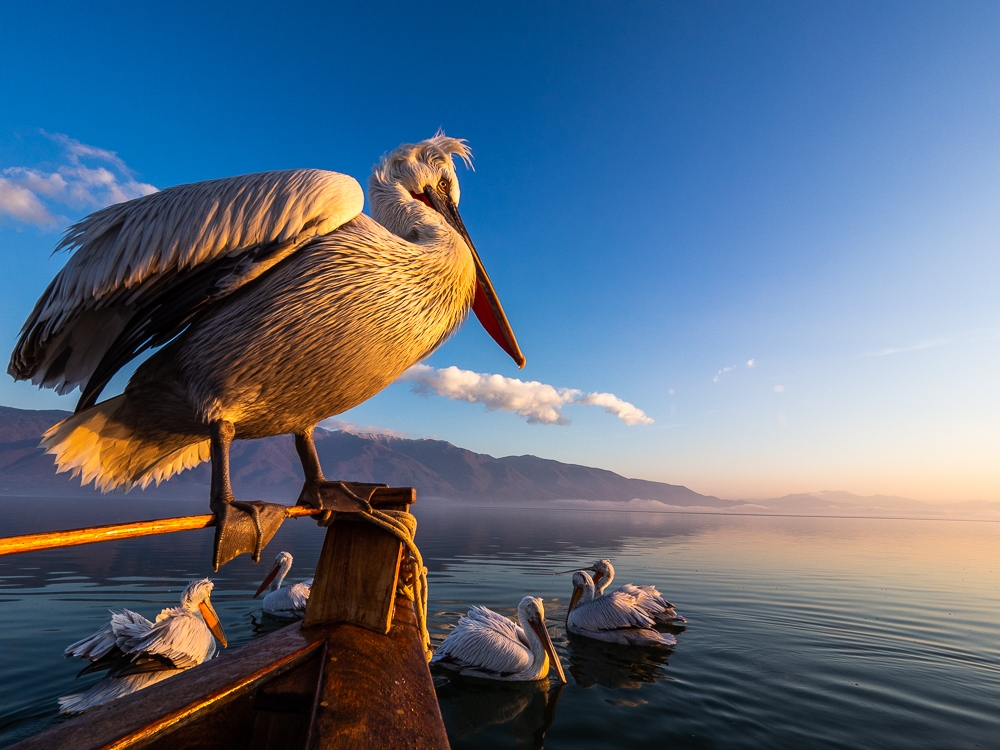 Dalmatian Pelicans