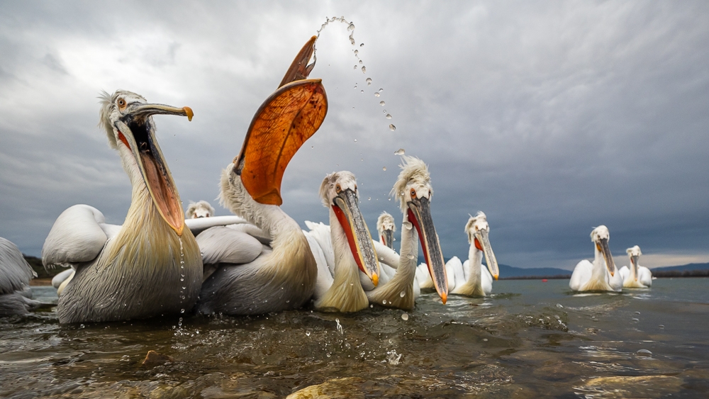 Dalmatian Pelicans
