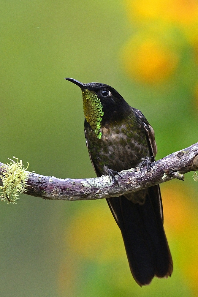 Portraitures of Neotropical Birds