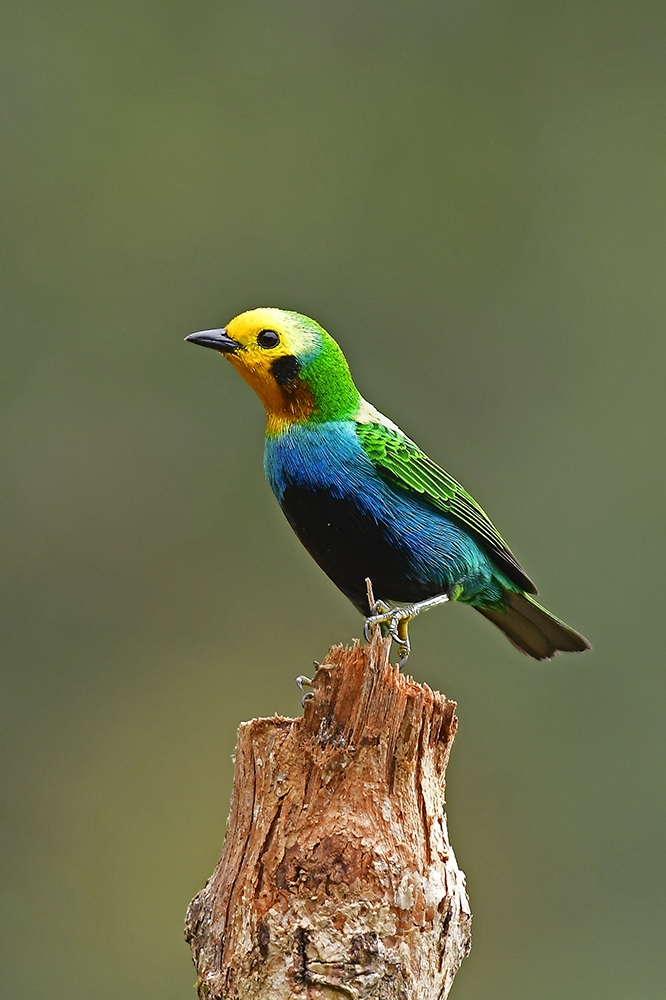 Portraitures of Neotropical Birds