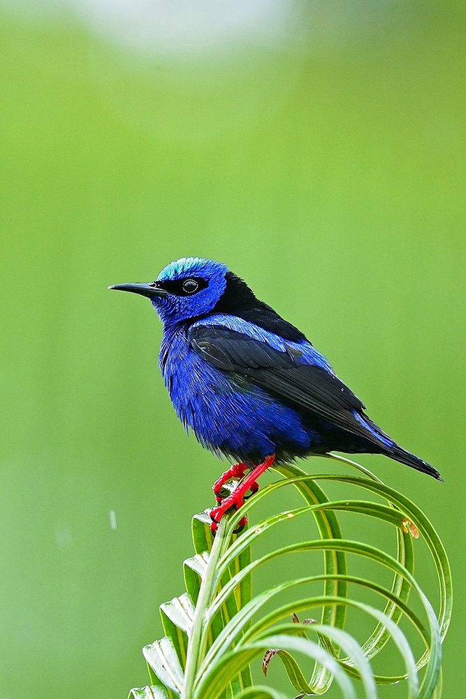 Portraitures of Neotropical Birds