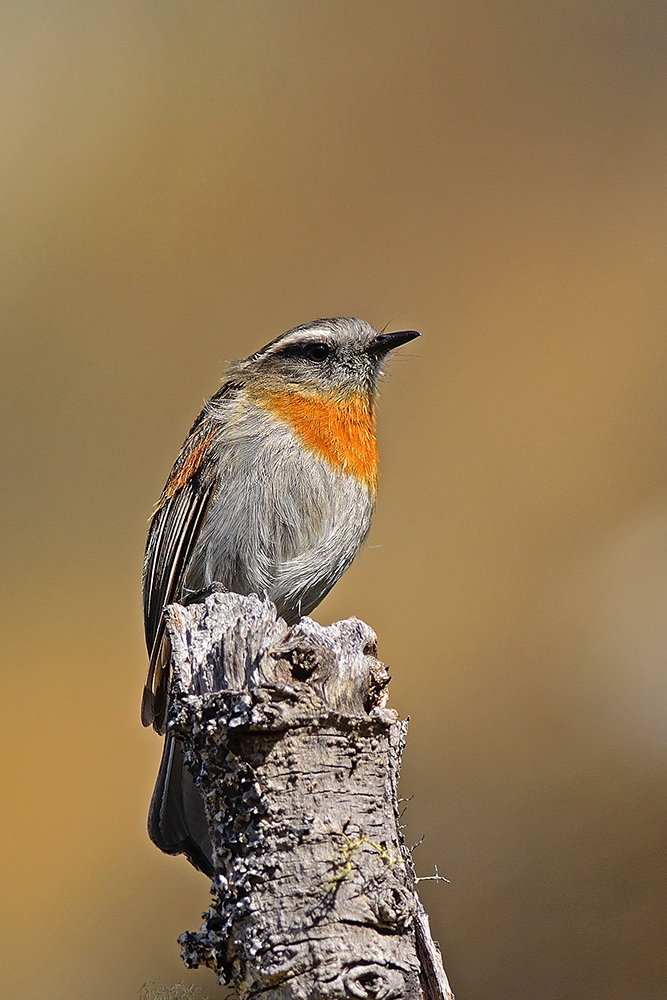 Portraitures of Neotropical Birds
