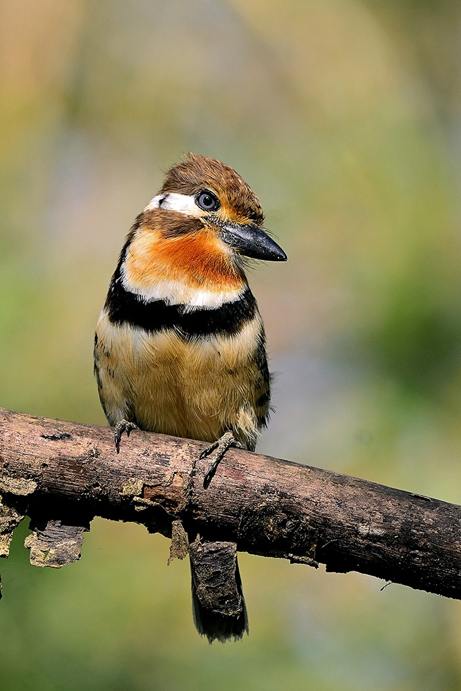 Portraitures of Neotropical Birds