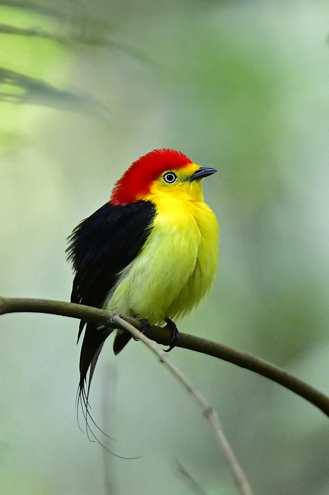 Portraitures of Neotropical Birds