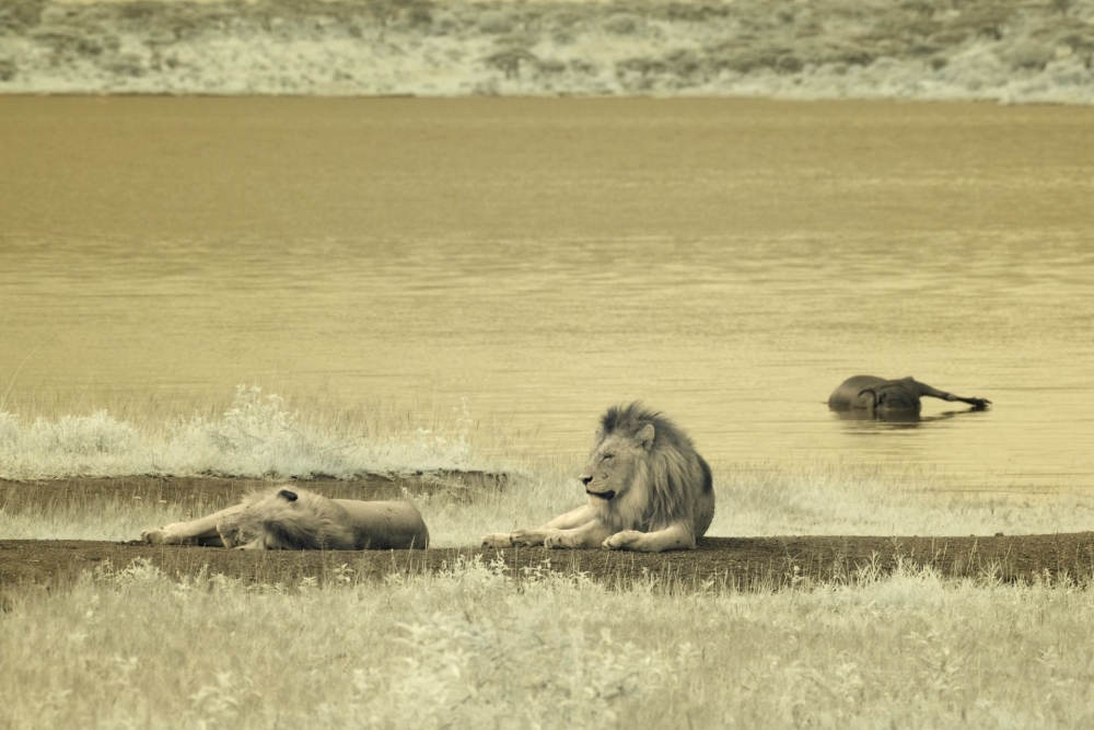 In a different light