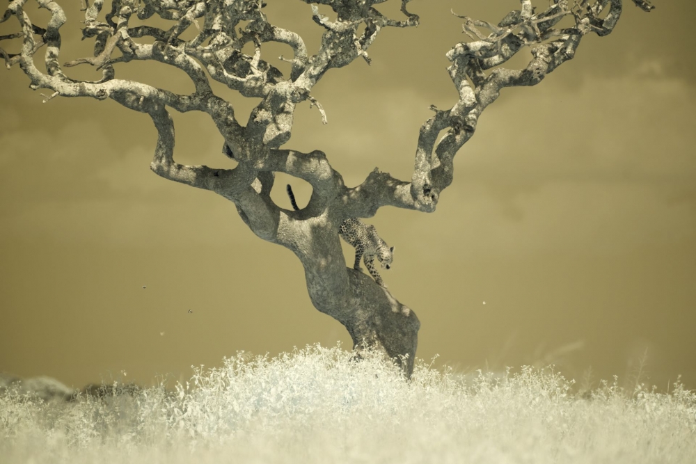 In a different light