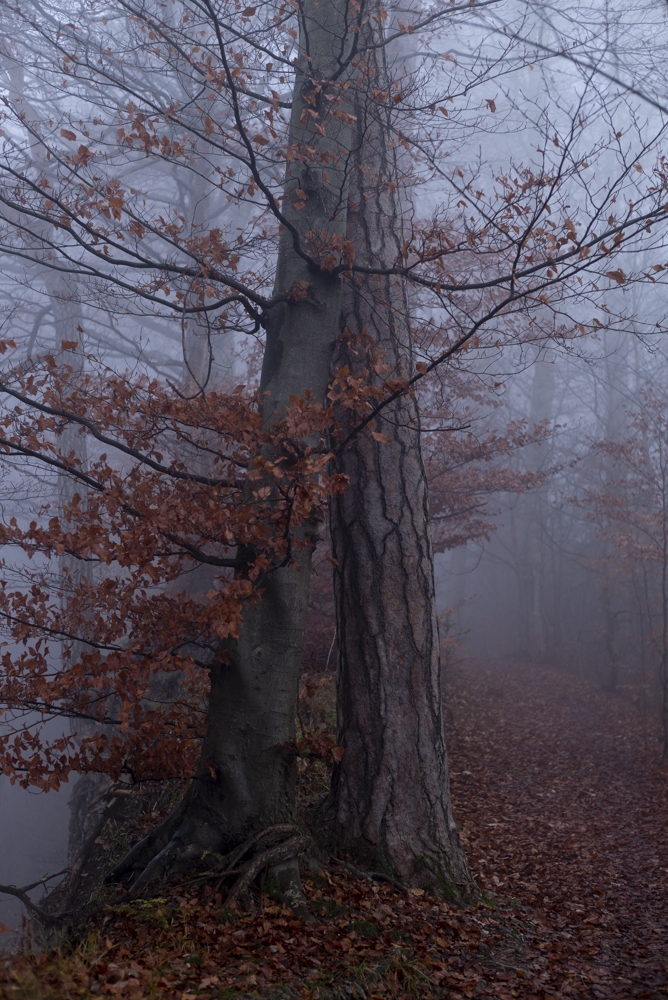 Arboreal fairy tale