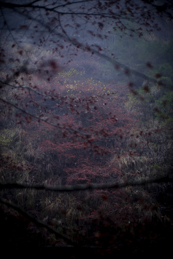 Arboreal fairy tale