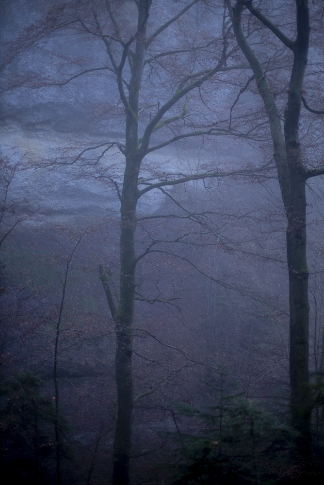 Arboreal fairy tale