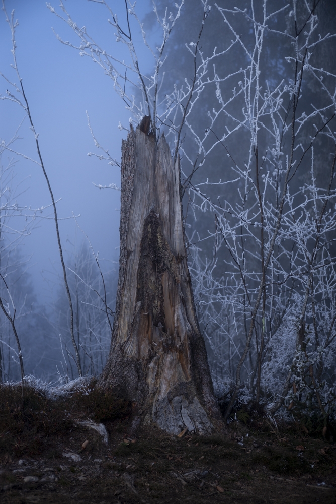 Arboreal fairy tale