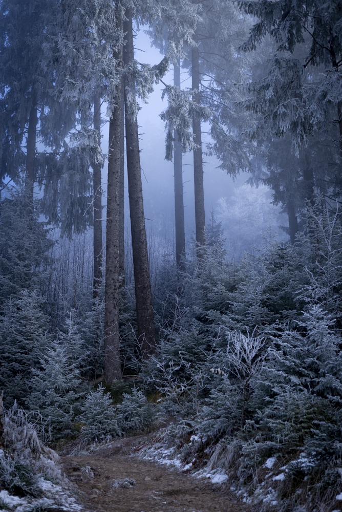 Arboreal fairy tale