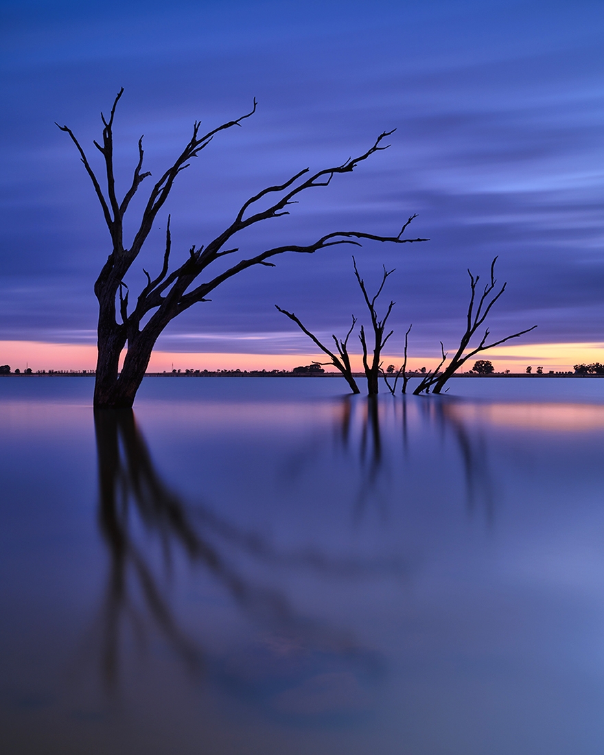Trees at Twilight