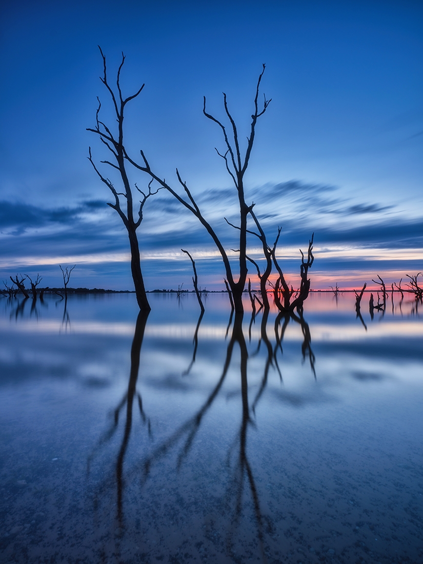 Trees at Twilight