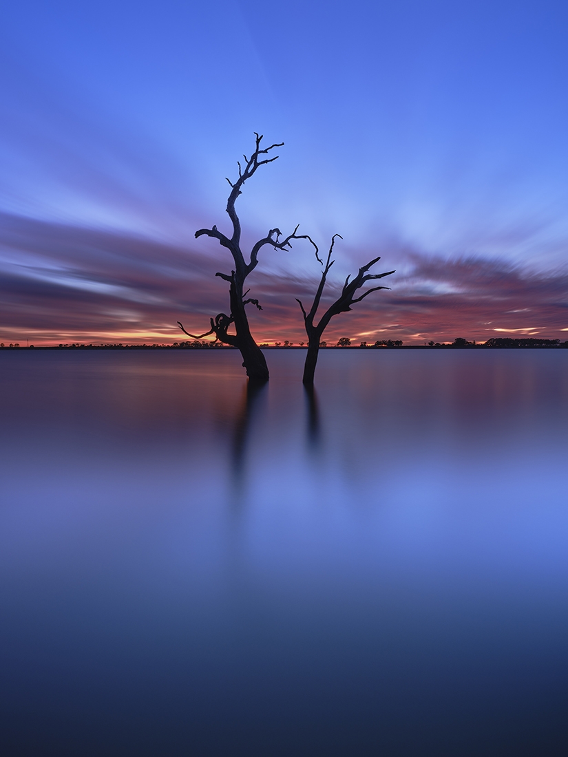 Trees at Twilight