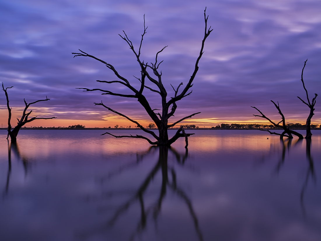 Trees at Twilight