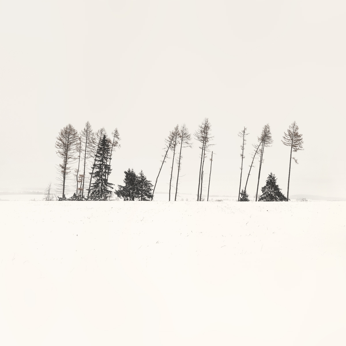 Where Trees Play the Flutes