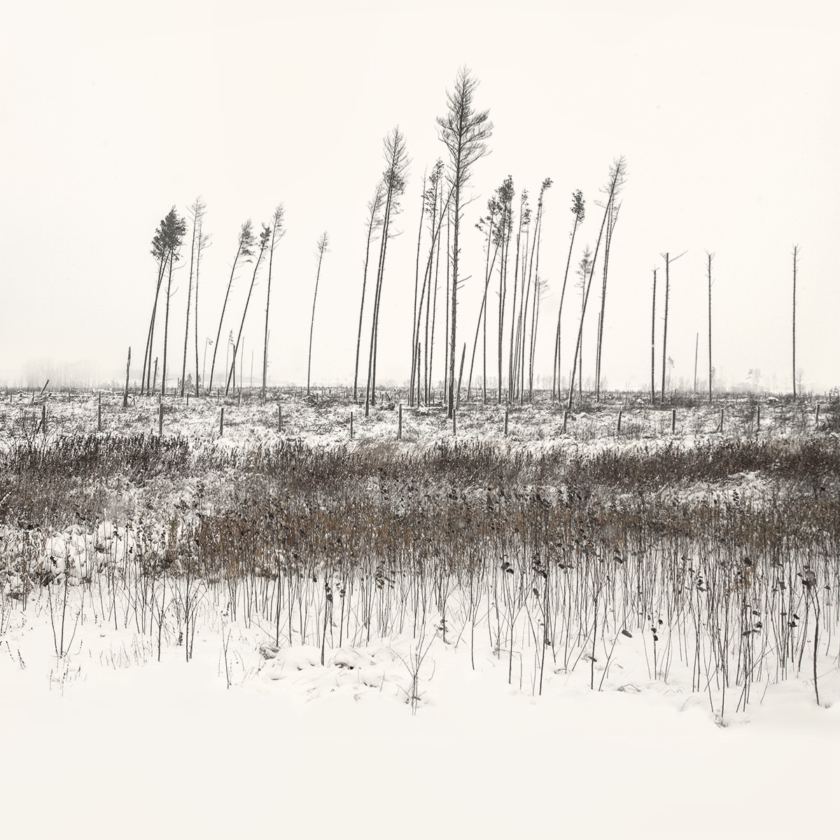Where Trees Play the Flutes