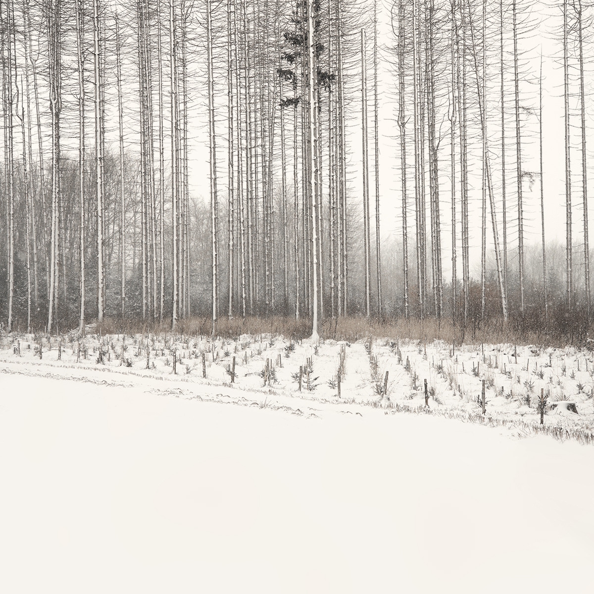 Where Trees Play the Flutes