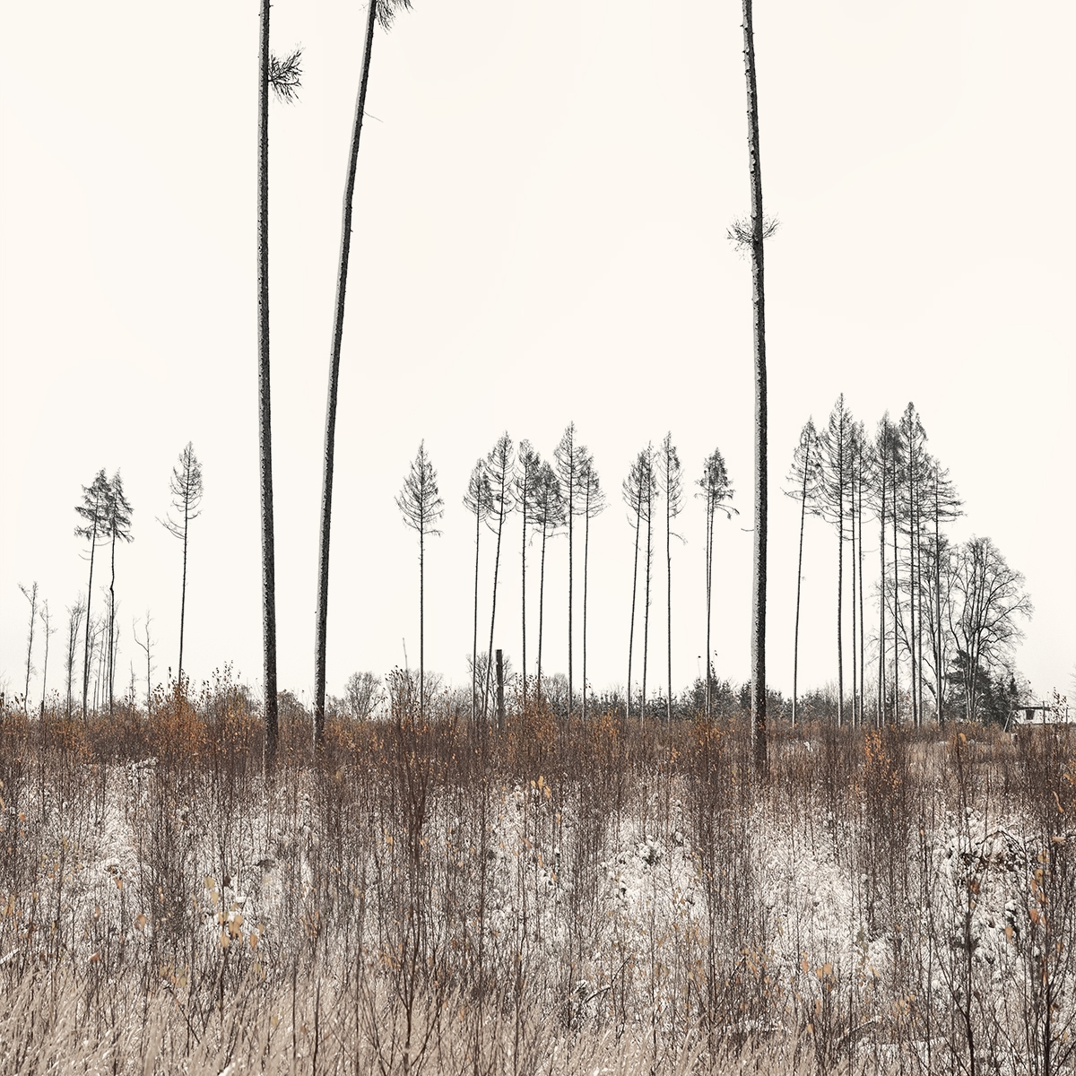 Where Trees Play the Flutes