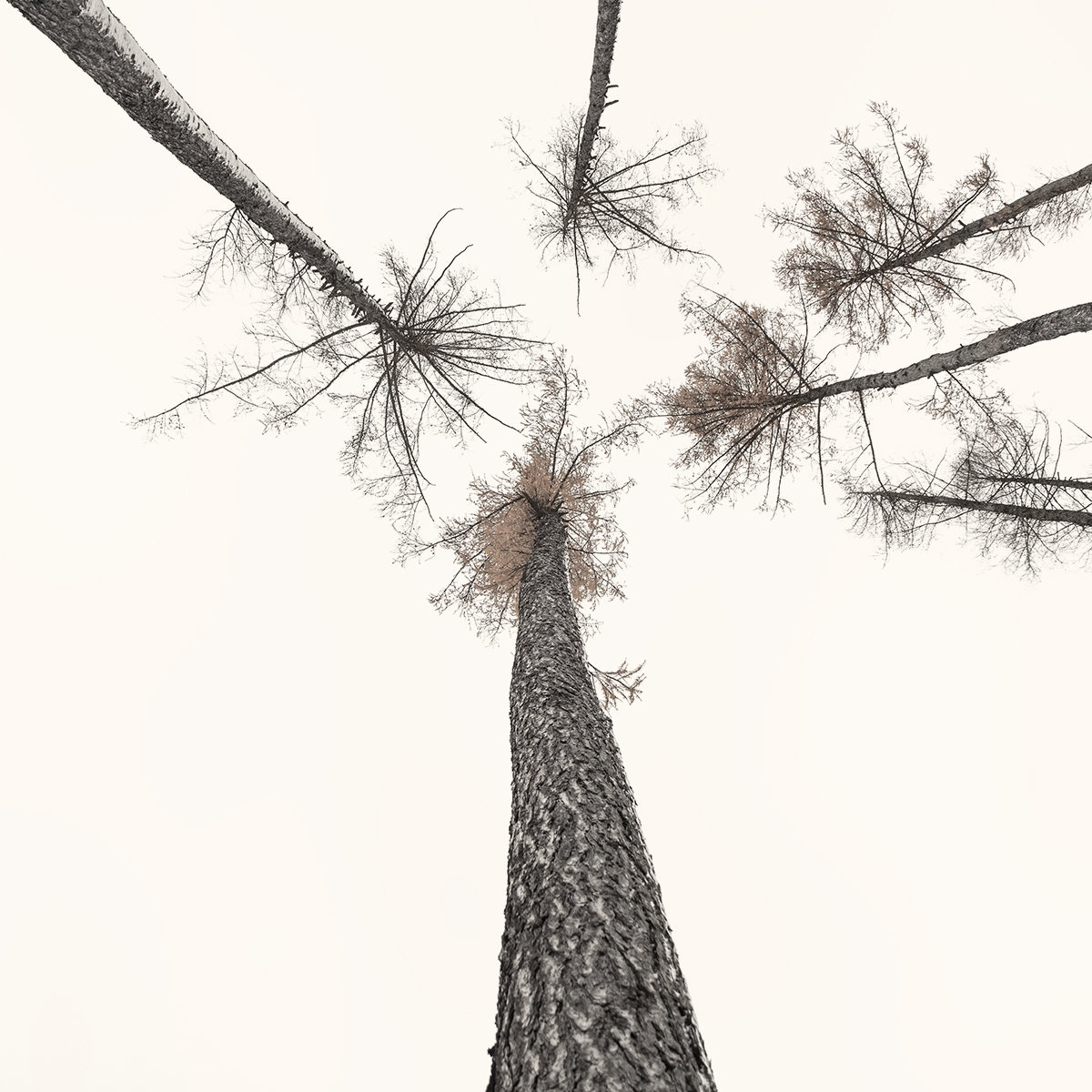 Where Trees Play the Flutes