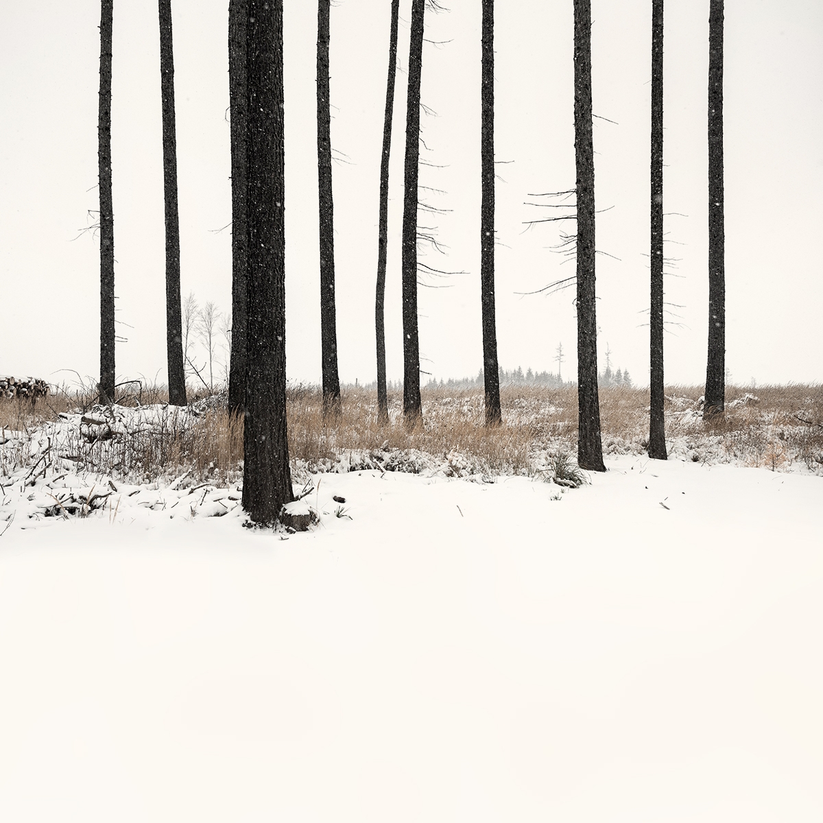 Where Trees Play the Flutes