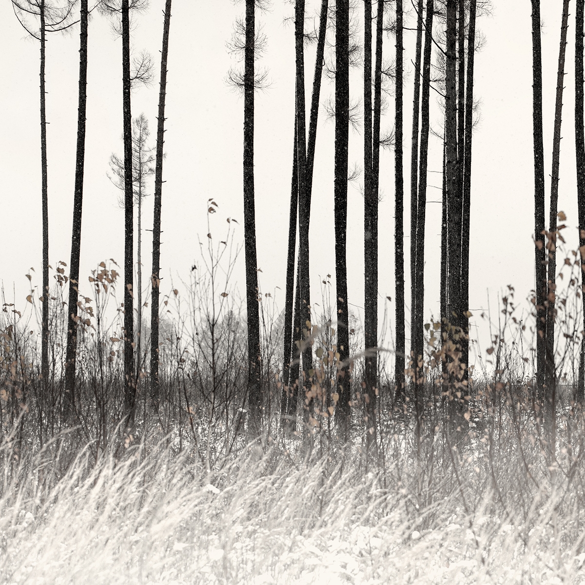 Where Trees Play the Flutes