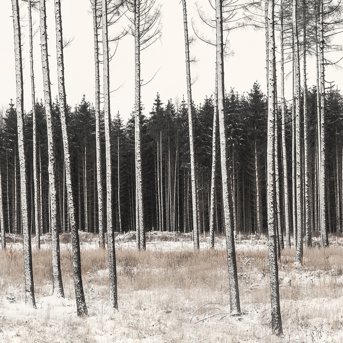 Where Trees Play the Flutes