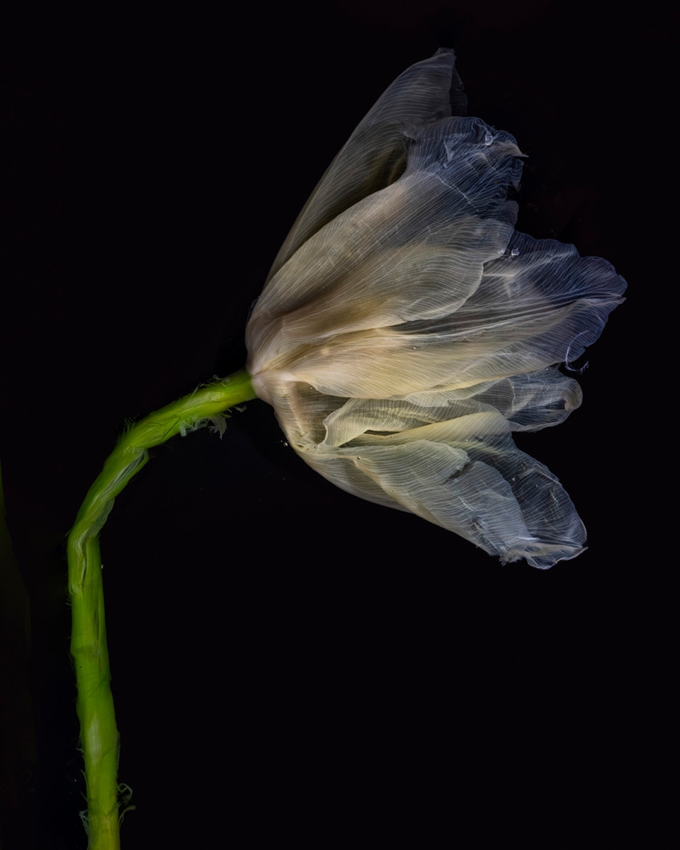 Aesthetics of decay