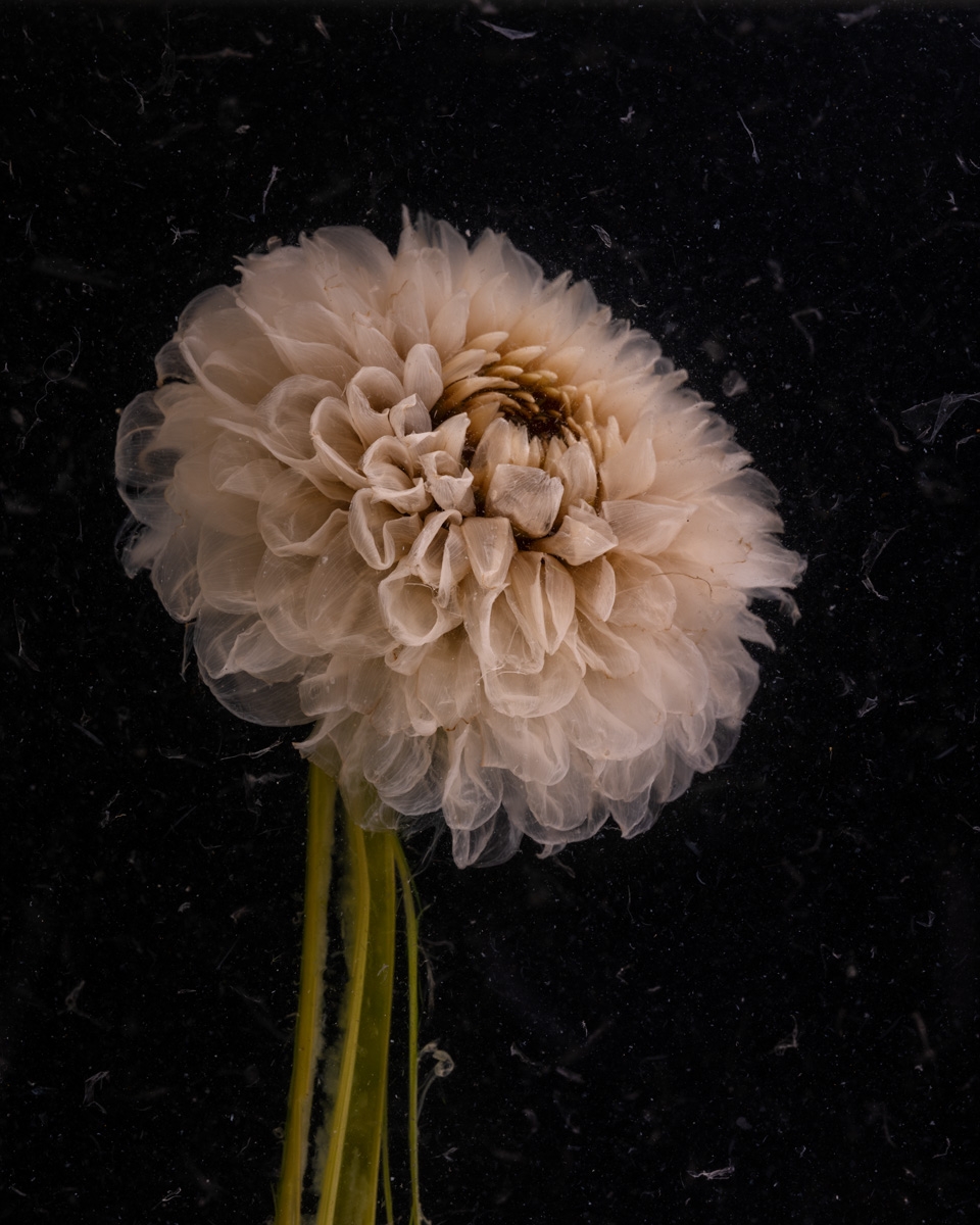 Aesthetics of decay