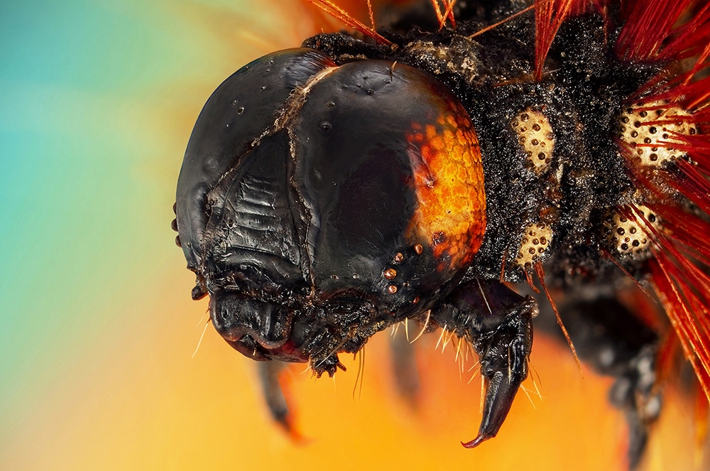 Microcosmic portraits of the little earthlings