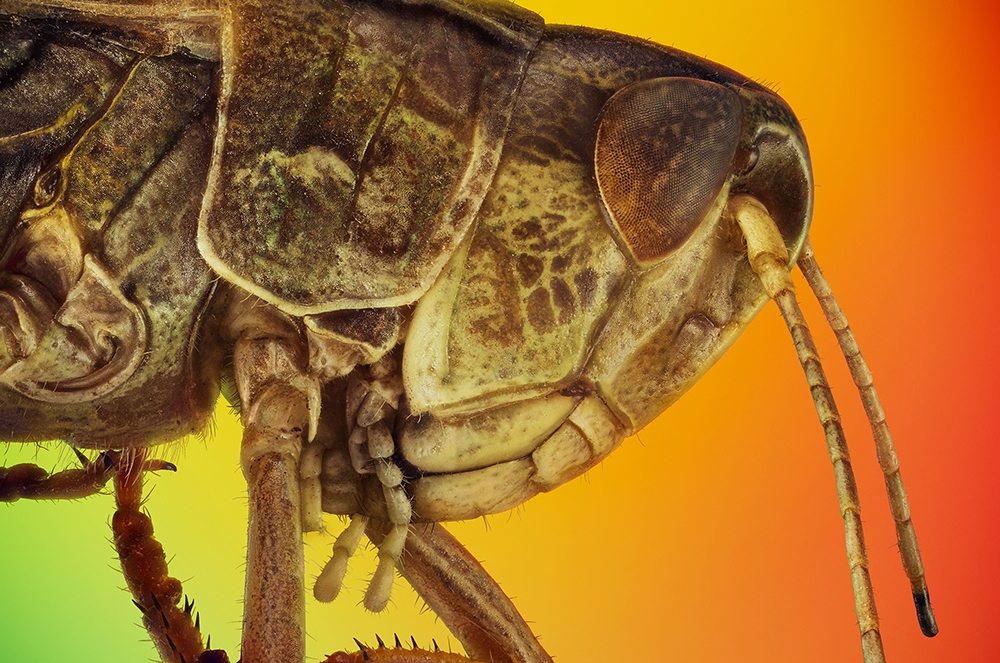 Microcosmic portraits of the little earthlings