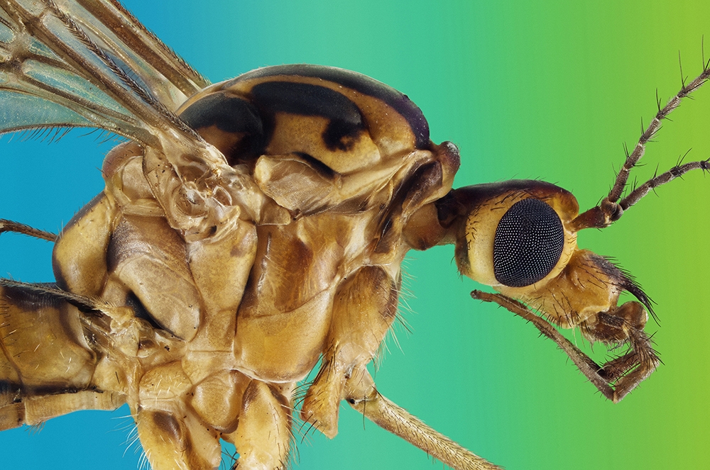 Microcosmic portraits of the little earthlings