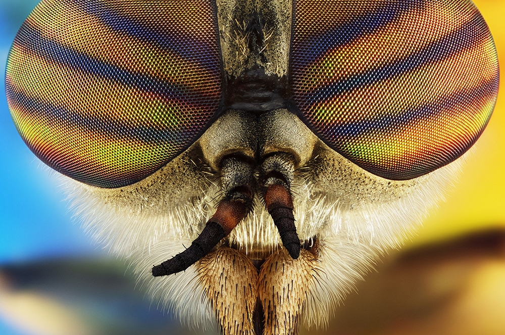 Microcosmic portraits of the little earthlings