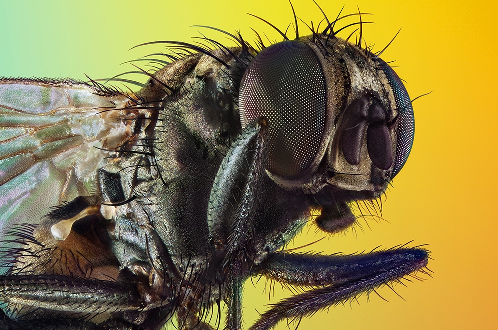 Microcosmic portraits of the little earthlings