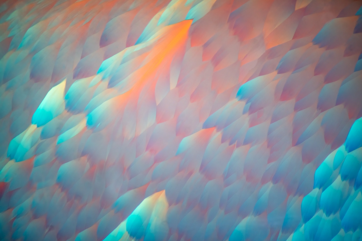 Polychromo