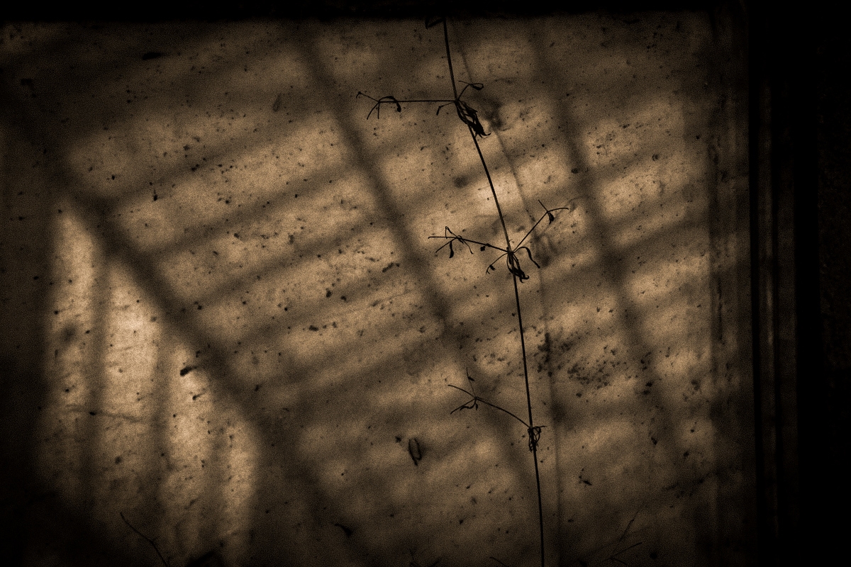 A greenhouse mystery