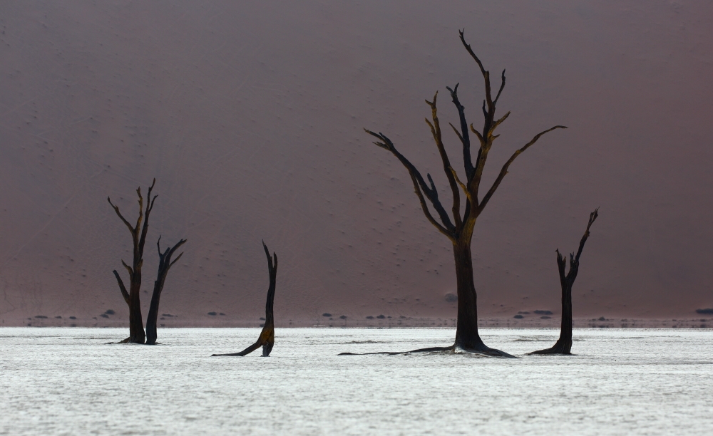 Sand dunes and trees’ skeltons