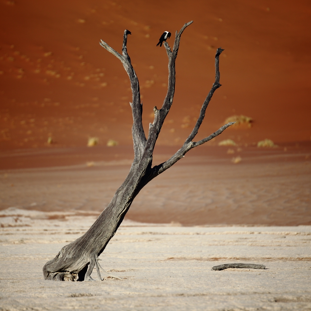 Sand dunes and trees’ skeltons