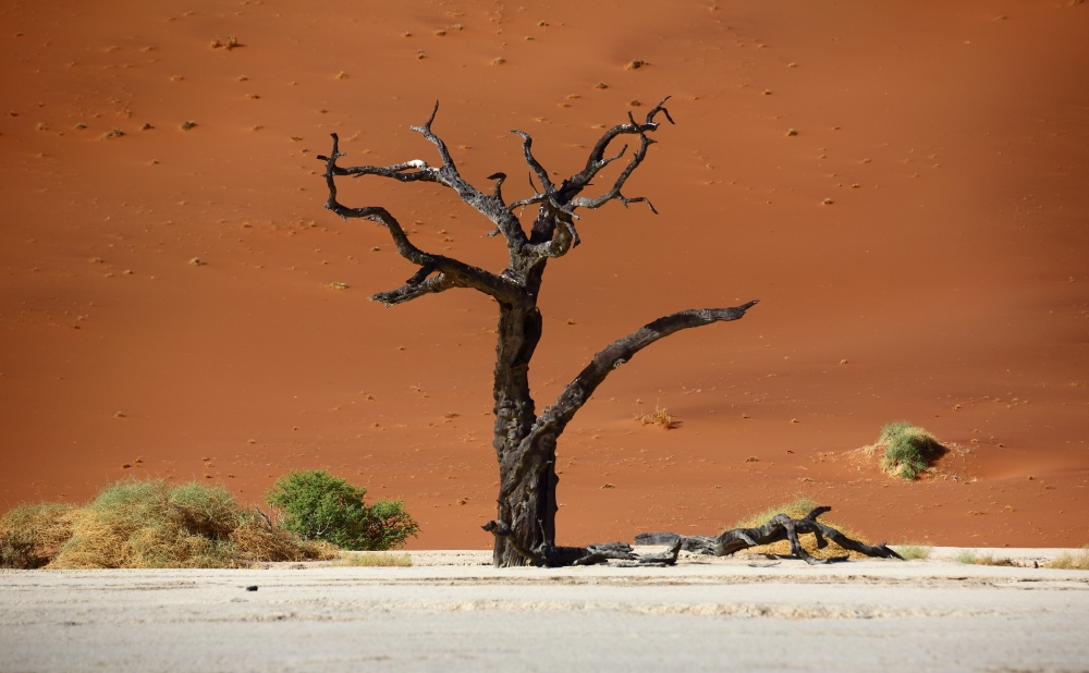 Sand dunes and trees’ skeltons