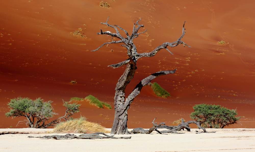 Sand dunes and trees’ skeltons