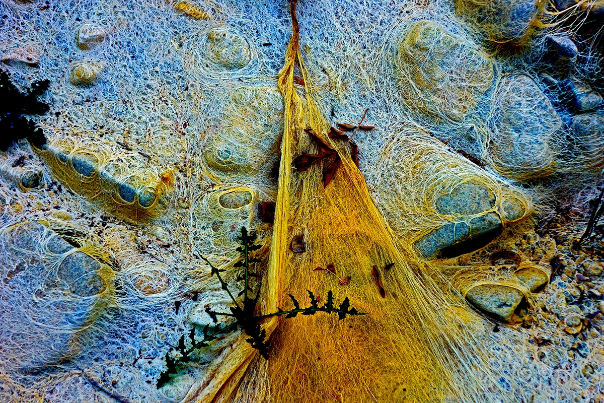 Fiber