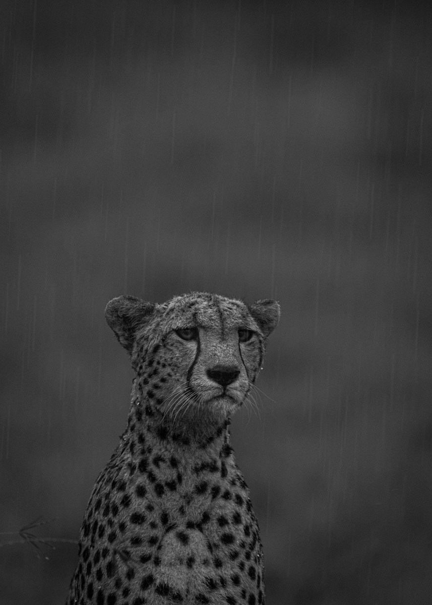 Cheetah in the Rain