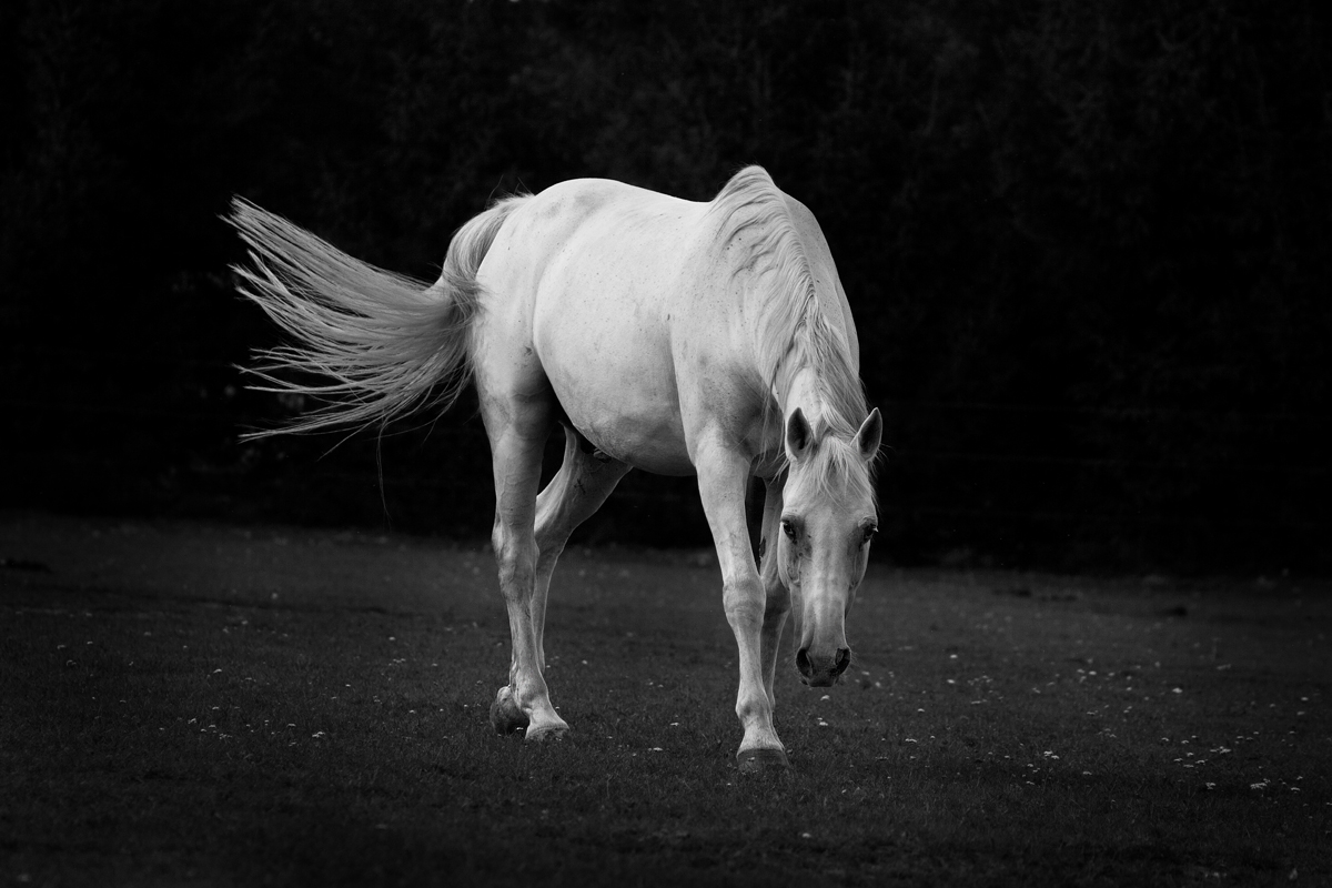 Magic of White Horses