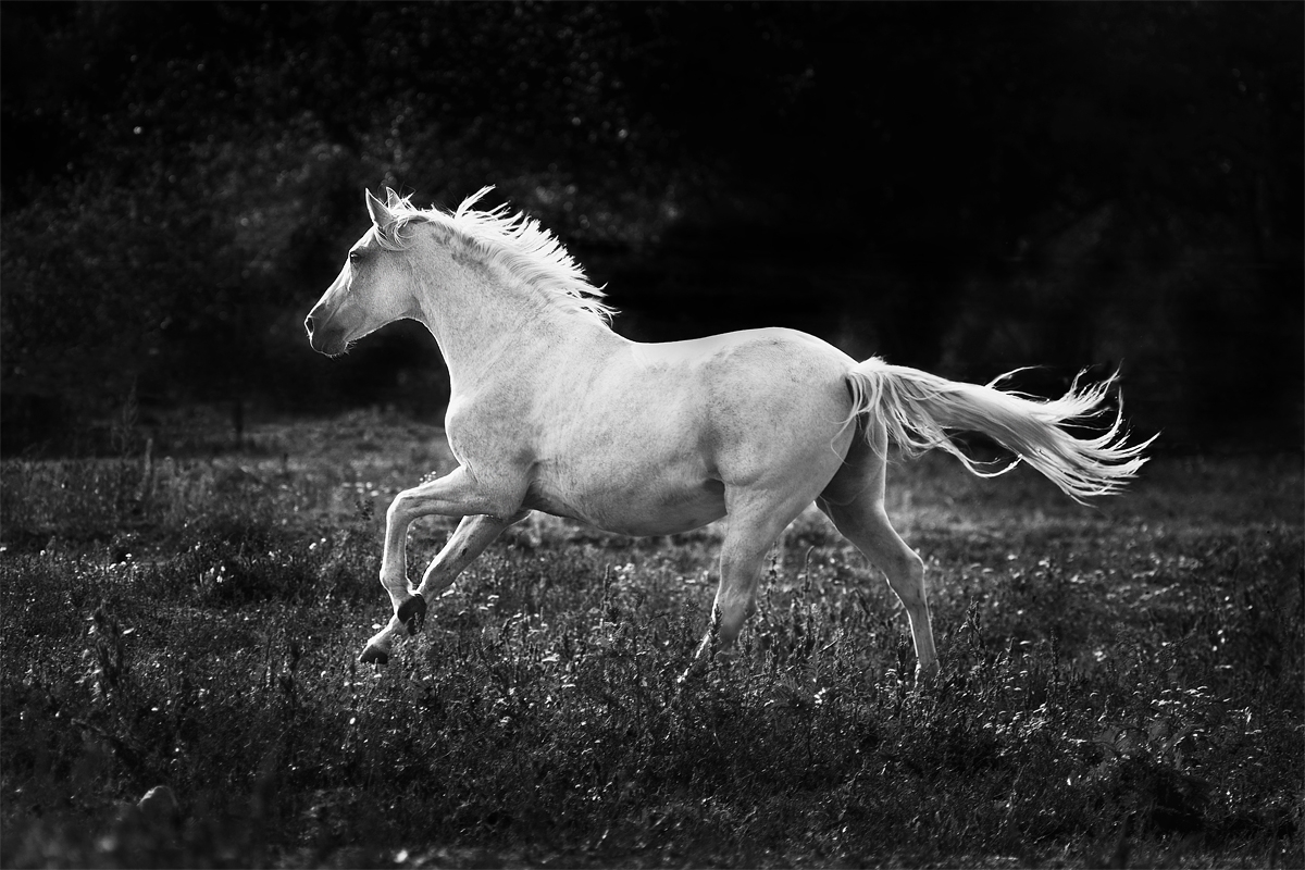 Magic of White Horses