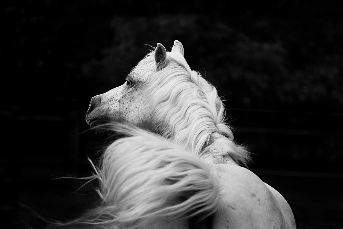 Magic of White Horses
