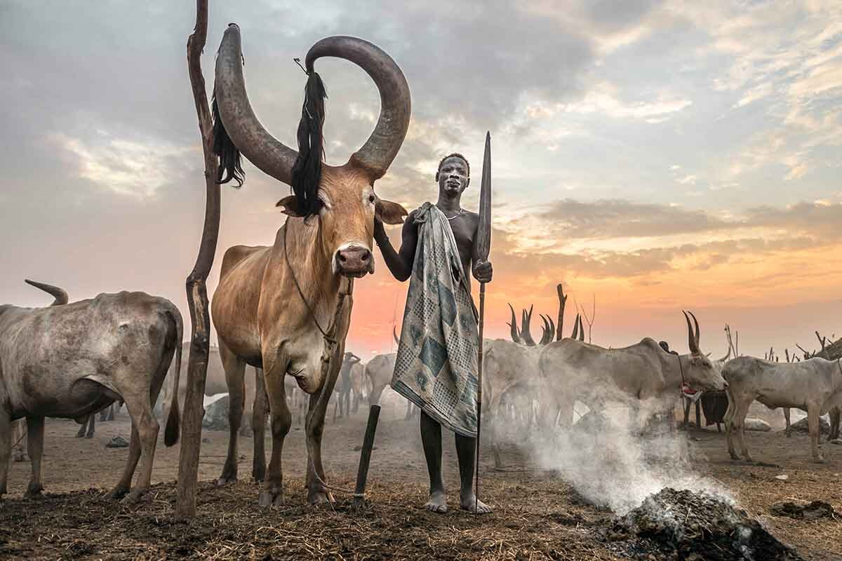 The Kings of the Cattle