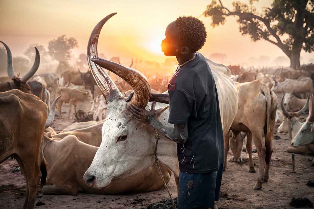 The Kings of the Cattle